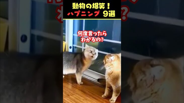 Instagramで8.4億回バズった動物ハプニング動画9選！9Animal Happenings Videos That Got 840 Million Buzz on Instagram!#犬#猫