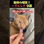 SNSで6.3億回バズった動物ハプニング動画9選！9Animal Happenings Videos That Got 630 Million Buzz on SNS!#犬#猫#動物#ペット