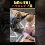 SNSで6.8億回バズった動物ハプニング動画7選！7Animal Happenings Videos That Got 680 Million Buzz on SNS!#犬#猫#動物#ペット