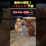 SNSで7.9億回バズった動物ハプニング動画7選！7Animal Happenings Videos That Got 790 Million Buzz on SNS!#犬#猫#動物#ペット