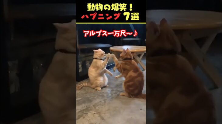 SNSで7.9億回バズった動物ハプニング動画7選！7Animal Happenings Videos That Got 790 Million Buzz on SNS!#犬#猫#動物#ペット