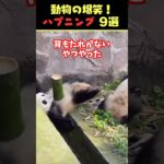 SNSで8.4億回バズった動物ハプニング動画9選！9Animal Happenings Videos That Got 840 Million Buzz on SNS!#犬#猫#動物#ペット