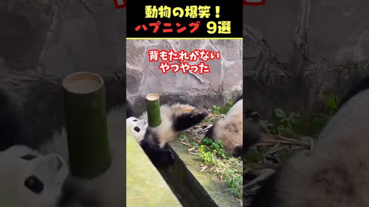 SNSで8.4億回バズった動物ハプニング動画9選！9Animal Happenings Videos That Got 840 Million Buzz on SNS!#犬#猫#動物#ペット