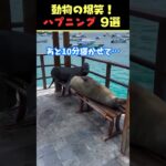 SNSで8.6億回バズった動物ハプニング動画9選！9Animal Happenings Videos That Got 860 Million Buzz on SNS!#犬#猫#動物#ペット