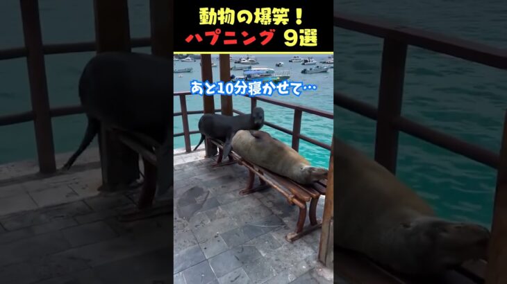 SNSで8.6億回バズった動物ハプニング動画9選！9Animal Happenings Videos That Got 860 Million Buzz on SNS!#犬#猫#動物#ペット