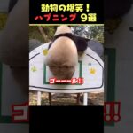 SNSで9.5億回バズった動物ハプニング動画9選！9 Animal Happenings Videos That Got 950 Million Buzz on SNS!#犬#猫#動物#ペット