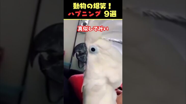 SNSで9億回バズった動物ハプニング動画9選！9Animal Happenings Videos That Got 900 Million Buzz on SNS!#犬#猫#動物#ペット