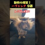 Xで6.7億回バズった動物ハプニング動画9選！9Animal Happenings Videos That Got 670 Million Buzz on X!#犬#猫#動物#ペット