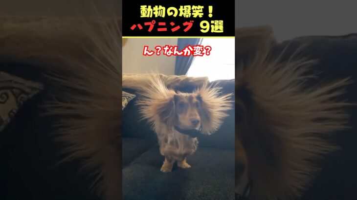 Xで6.7億回バズった動物ハプニング動画9選！9Animal Happenings Videos That Got 670 Million Buzz on X!#犬#猫#動物#ペット