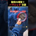 Xで7.2億回バズった動物ハプニング動画9選！9Animal Happenings Videos That Got 720 Million Buzz on X!#犬#猫#動物#ペット