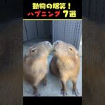 Xで7億回バズった動物ハプニング動画7選！7Animal Happenings Videos That Got 700 Million Buzz on X!#犬#猫#動物#ペット