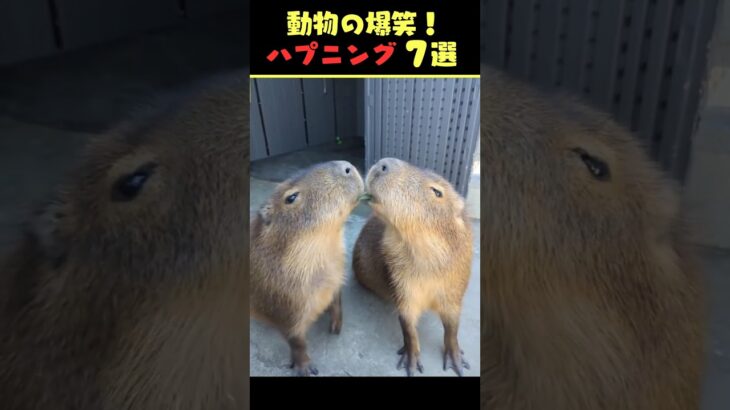 Xで7億回バズった動物ハプニング動画7選！7Animal Happenings Videos That Got 700 Million Buzz on X!#犬#猫#動物#ペット