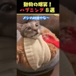 Xで8.2億回バズった動物ハプニング動画8選！8Animal Happenings Videos That Got 820 Million Buzz on X!#犬#猫#動物#ペット