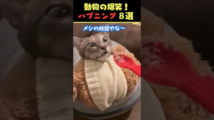 Xで8.2億回バズった動物ハプニング動画8選！8Animal Happenings Videos That Got 820 Million Buzz on X!#犬#猫#動物#ペット