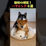 Xで8.4億回バズった動物ハプニング動画6選！6Animal Happenings Videos That Got 840 Million Buzz on X!#犬#猫#動物#ペット