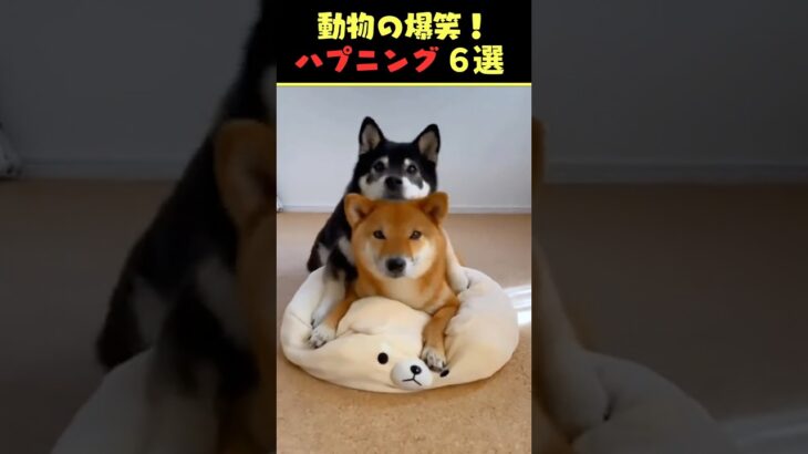 Xで8.4億回バズった動物ハプニング動画6選！6Animal Happenings Videos That Got 840 Million Buzz on X!#犬#猫#動物#ペット