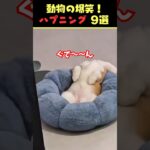 Xで8.9億回バズった動物ハプニング動画9選！9Animal Happenings Videos That Got 890 Million Buzz on X!#犬#猫#動物#ペット