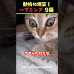 Xで9億回バズった動物ハプニング動画9選！9Animal Happenings Videos That Got 900 Million Buzz on X!#犬#猫#動物#ペット