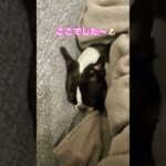 【ボステリ】かくれんぼ🐶 #ボストンテリア #犬 #かわいい犬 #bostonterrier #癒し