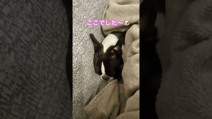 【ボステリ】かくれんぼ🐶 #ボストンテリア #犬 #かわいい犬 #bostonterrier #癒し