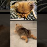 遊んで遊んで遊んで爆睡🐶💤#dog #犬のいる暮らし #犬 #癒し