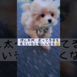 散歩しながら強風と闘うポメプーの子犬　 #犬 #可愛い #癒し #dog #かわいい #子犬