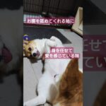 時々見れる全力の癒し#コーギー  #コーギー犬 #癒し #dog ##corgi #shorts