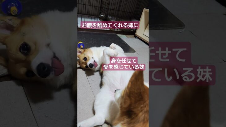 時々見れる全力の癒し#コーギー  #コーギー犬 #癒し #dog ##corgi #shorts