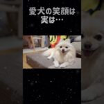 犬の笑顔は実は…#dog #pomeranian #癒し