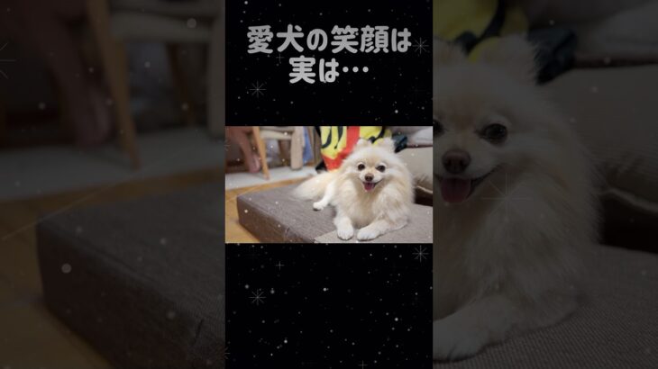 犬の笑顔は実は…#dog #pomeranian #癒し