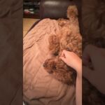 【甘えん坊】撫でるように催促するトイプードル #dog #犬 #癒し #shorts