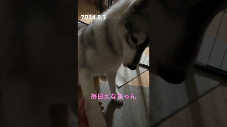 ダメだこりゃ😅 #シベリアンハスキー #dog #siberian #愛犬 #可愛い #癒し #犬のいる暮らし #shorts #かみかみ期