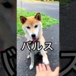 柴犬コロ バルス！ #柴犬コロ #バルス #おもしろ #かわいい #犬 #funny #dog #shibainu