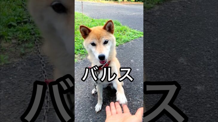 柴犬コロ バルス！ #柴犬コロ #バルス #おもしろ #かわいい #犬 #funny #dog #shibainu