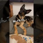 【かわいいシェパード】トイレ行く？ #germanshepherd #シェパード #癒し #大型犬 #shorts