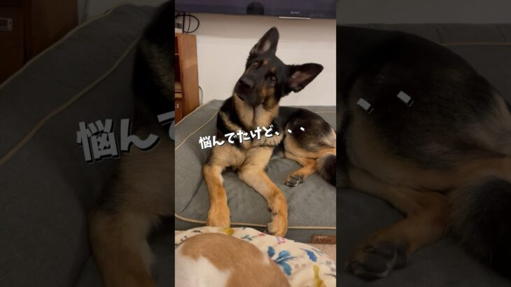 【かわいいシェパード】トイレ行く？ #germanshepherd #シェパード #癒し #大型犬 #shorts