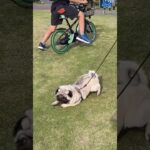 夢に向かって　くーちゃんの光　#pug#dog #おもしろ犬動画