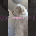 犬に叩き起こされる🐕#犬 #マルチーズ #チワマル #子犬 #多頭飼い #愛犬 #かわいい #puppy #dog #maltese #shorts