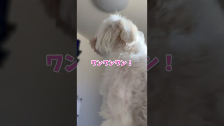 犬に叩き起こされる🐕#犬 #マルチーズ #チワマル #子犬 #多頭飼い #愛犬 #かわいい #puppy #dog #maltese #shorts