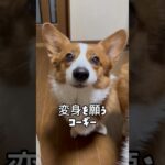 変身を願うコーギー！ #犬　#コーギー  #変身動画  #おもしろ動画  #shorts