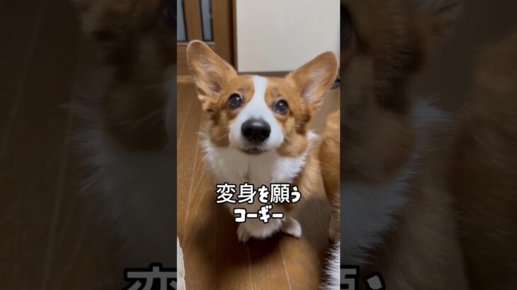 変身を願うコーギー！ #犬　#コーギー  #変身動画  #おもしろ動画  #shorts