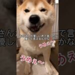 うめぇ～！柴犬とママの楽しいやり取り🤣　#柴犬　#犬 #おもしろ #爆笑 #shorts