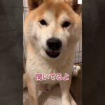 話聞いてる⁉️母ちゃんと柴犬の会話が面白すぎる　#柴犬　#犬　#おもしろ #爆笑　#shorts