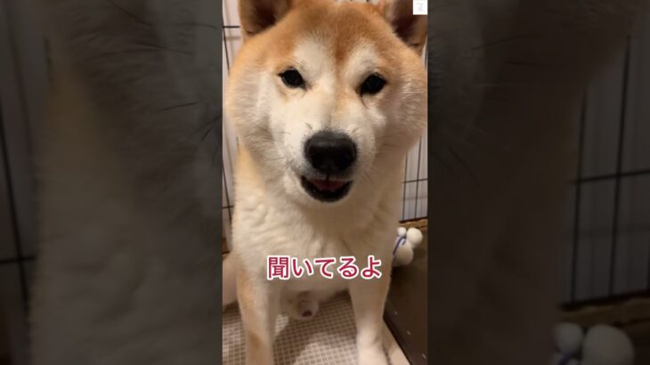 話聞いてる⁉️母ちゃんと柴犬の会話が面白すぎる　#柴犬　#犬　#おもしろ #爆笑　#shorts