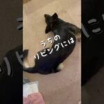 【かわいいシェパード】 #癒し #シェパード #犬動画 #shorts