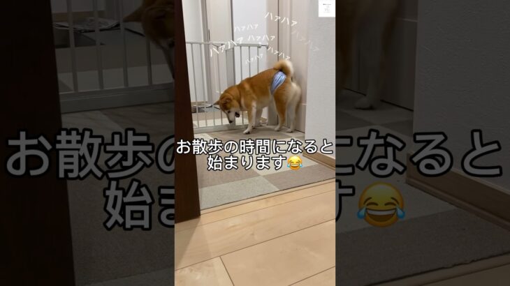 玄関から『ハァハァ』聞こえる‼️🐶　#柴犬　#犬　#かわいい #いぬ #shorts