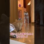 【爆笑】お兄ちゃん犬の本音‼️😂#柴犬　#子犬　#犬　#かわいい #shorts