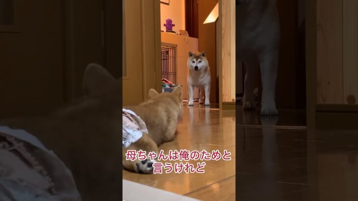 【爆笑】お兄ちゃん犬の本音‼️😂#柴犬　#子犬　#犬　#かわいい #shorts