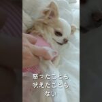 保護犬チワワ「こはる」 #チワワ #シングル #保護犬#shorts  #癒し #rescuedog #50代 #シングルライフ　Solo Life in Japan with Rescue Dog