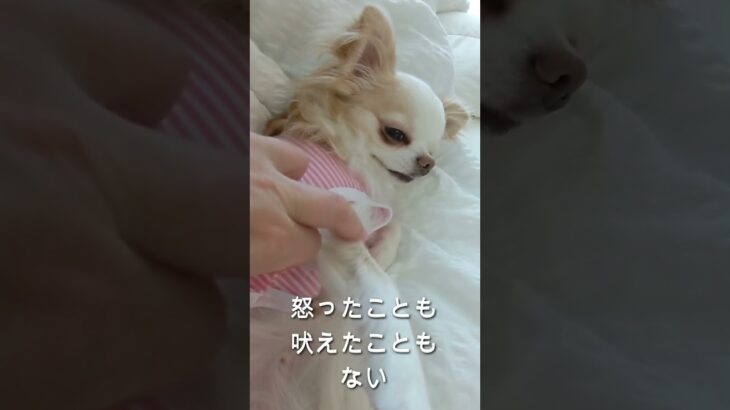 保護犬チワワ「こはる」 #チワワ #シングル #保護犬#shorts  #癒し #rescuedog #50代 #シングルライフ　Solo Life in Japan with Rescue Dog